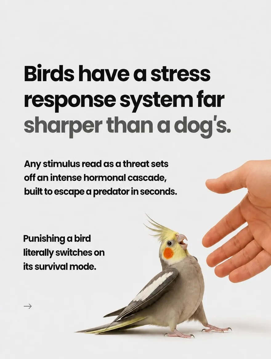 How to discipline the bird that bites and screams — slide 4 of 9